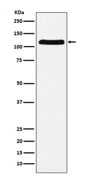 UBA1 Recombinant Rabbit Monoclonal Antibody