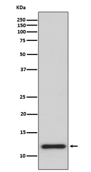 Thioredoxin Recombinant Rabbit Monoclonal Antibody