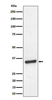 TCEA1 Recombinant Rabbit Monoclonal Antibody