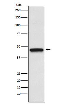 EDG3 Recombinant Rabbit Monoclonal Antibody