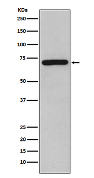 RelB Recombinant Rabbit Monoclonal Antibody