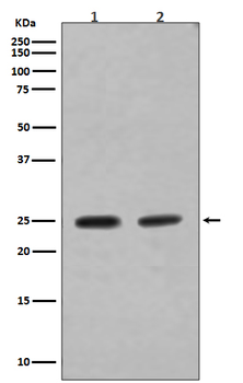 RAB4 Recombinant Rabbit Monoclonal Antibody