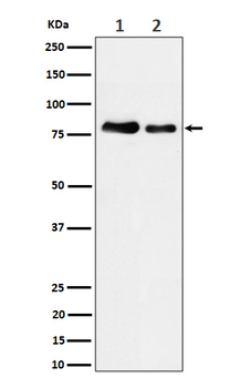 PKC Recombinant Rabbit Monoclonal Antibody