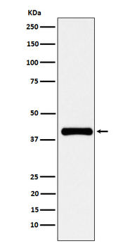 PON1 Recombinant Rabbit Monoclonal Antibody