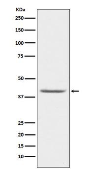 PON1 Recombinant Rabbit Monoclonal Antibody