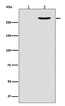 Phospho-POLR2A (Ser2) Recombinant Rabbit Monoclonal Antibody