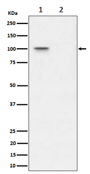 Phospho-Nucleolin (Thr76) Recombinant Rabbit Monoclonal Antibody