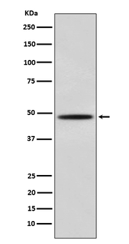 MYOD1 Recombinant Rabbit Monoclonal Antibody