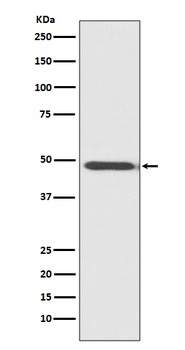 MYOD1 Recombinant Rabbit Monoclonal Antibody