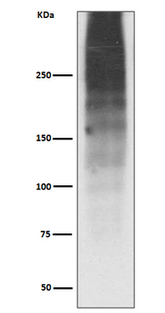 MUC16 Recombinant Rabbit Monoclonal Antibody