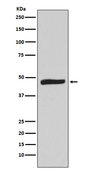 MAPKAP Kinase 2 Recombinant Rabbit Monoclonal Antibody