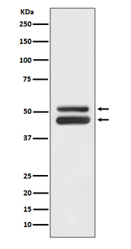 JNK1/3 Recombinant Rabbit Monoclonal Antibody