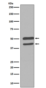 JNK1/2/3 Recombinant Rabbit Monoclonal Antibody