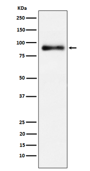 Lactoferrin Recombinant Rabbit Monoclonal Antibody