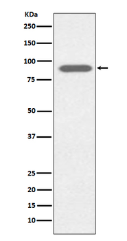 Lactoferrin Recombinant Rabbit Monoclonal Antibody
