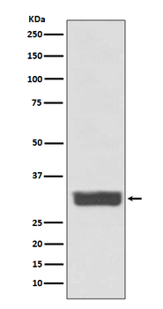 Galectin 3 Recombinant Rabbit Monoclonal Antibody
