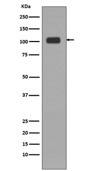 KDM1/LSD1 Recombinant Rabbit Monoclonal Antibody
