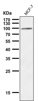 USP5 Recombinant Rabbit Monoclonal Antibody