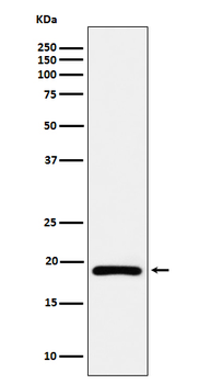 DUT Recombinant Rabbit Monoclonal Antibody