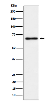NR2C2 Recombinant Rabbit Monoclonal Antibody