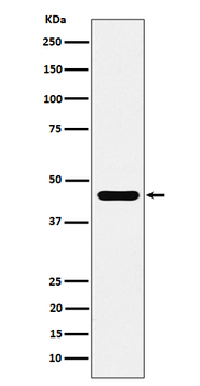 ACTR1B Recombinant Rabbit Monoclonal Antibody