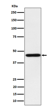 Homer Recombinant Rabbit Monoclonal Antibody