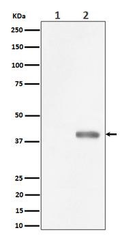 Phospho-PBK (Thr9) Recombinant Rabbit Monoclonal Antibody