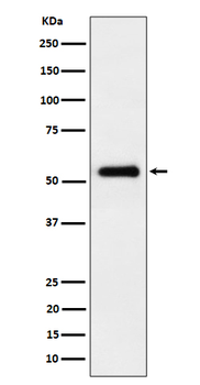 PEPD Recombinant Rabbit Monoclonal Antibody