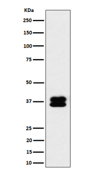 PCBP2 Recombinant Rabbit Monoclonal Antibody