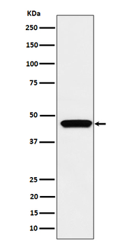 MK3 Recombinant Rabbit Monoclonal Antibody