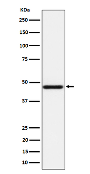 AZI2 Recombinant Rabbit Monoclonal Antibody