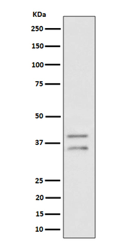 UFD1L Recombinant Rabbit Monoclonal Antibody