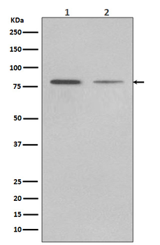 GRP78/Bip Recombinant Rabbit Monoclonal Antibody