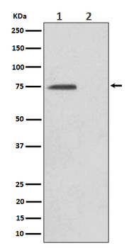 Phospho-EIF4B (Ser406) Recombinant Rabbit Monoclonal Antibody