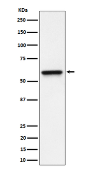 RGS6 Recombinant Rabbit Monoclonal Antibody