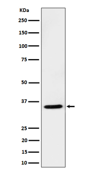 USF-1 Recombinant Rabbit Monoclonal Antibody