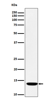 Adrenodoxin Recombinant Rabbit Monoclonal Antibody