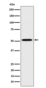 HNF4A Recombinant Rabbit Monoclonal Antibody
