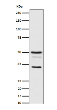 Bag1 Recombinant Rabbit Monoclonal Antibody