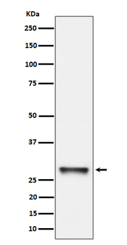 PNMT Recombinant Rabbit Monoclonal Antibody