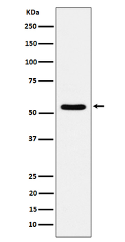 TOE1 Recombinant Rabbit Monoclonal Antibody