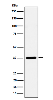 Syntaxin 16 Recombinant Rabbit Monoclonal Antibody