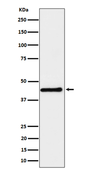 DPF2 Recombinant Rabbit Monoclonal Antibody