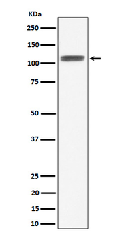HIF-1 Alpha Recombinant Rabbit Monoclonal Antibody