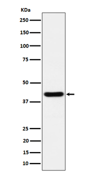 Spermine synthase Recombinant Rabbit Monoclonal Antibody