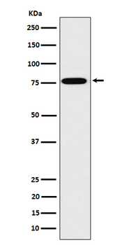 DPP3 Recombinant Rabbit Monoclonal Antibody