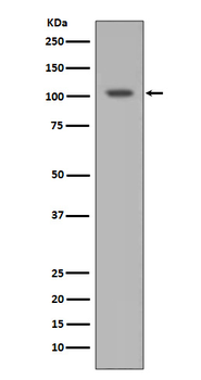 HIF-1 Alpha Recombinant Rabbit mAb
