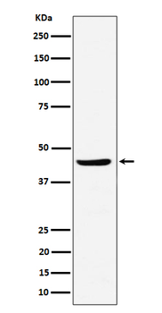 NDRG3 Recombinant Rabbit Monoclonal Antibody