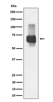 CD84 Recombinant Rabbit Monoclonal Antibody