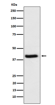 HFE Recombinant Rabbit Monoclonal Antibody